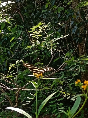 Zebra Longwing (Heliconius charithonia)
