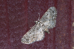 Eupithecia kuroshio
