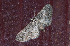 Eupithecia kuroshio