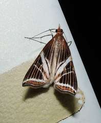 Phrataria transcissata