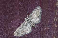Eupithecia kuroshio