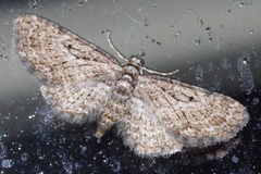 Eupithecia kuroshio