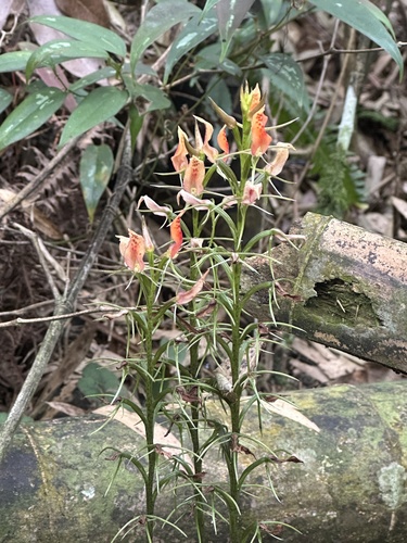 Cryptostylis arachnites observed 2026-09-27