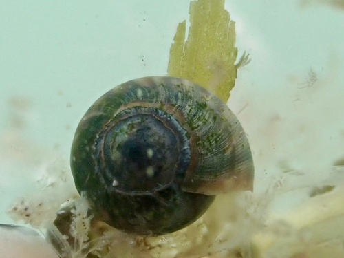 Melampus olivaceus observed 2026-09-28