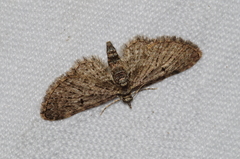 Eupithecia kuroshio