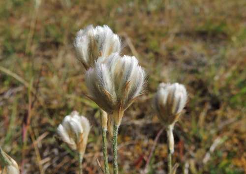 Image of Ptilotus erubescens by (c) Cathy Powers, some rights reserved (CC BY)