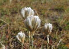 Ptilotus erubescens