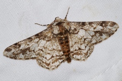 Biston marginata