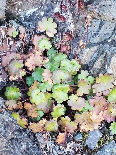 Romanzoffia sitchensis observed 2026-09-19