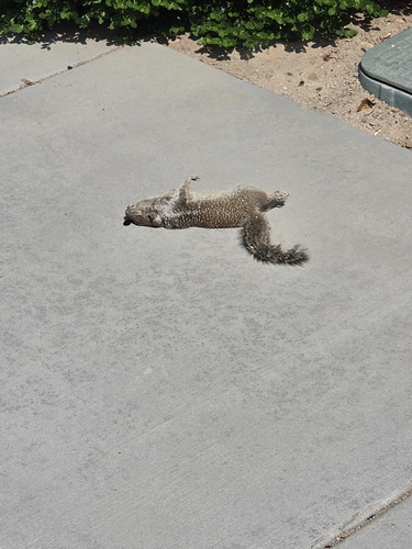 California Ground Squirrel
