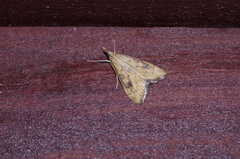 Udea ferrugalis