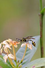 Phimenes flavopictus flavopictus