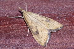 Udea ferrugalis