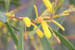 Acacia julifera