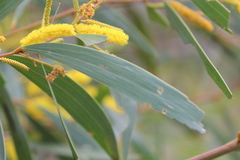 Acacia julifera