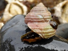 Calliostoma ligatum