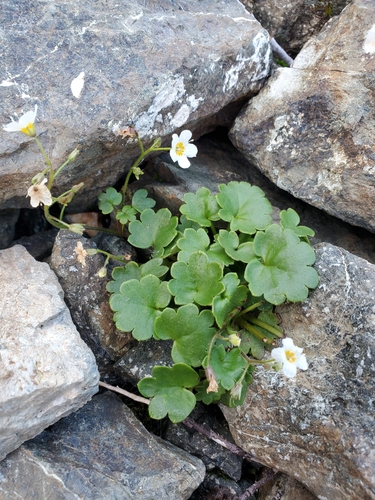Romanzoffia sitchensis observed 2026-09-19