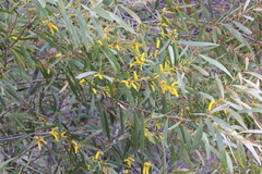 Acacia julifera