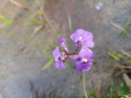 Utricularia dichotoma, 2026-09-28