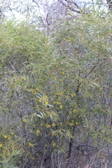 Acacia julifera