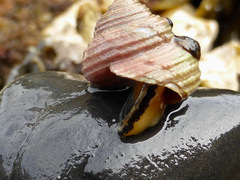 Calliostoma ligatum