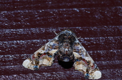 Eutelia adulatricoides