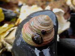 Calliostoma ligatum