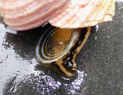 Calliostoma ligatum