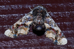 Eutelia adulatricoides