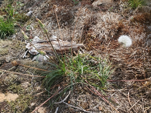 Agoseris grandiflora, 2026-09-21