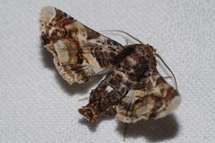 Eutelia adulatricoides