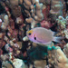 Reef Puller - Photo (c) DavidR.808, some rights reserved (CC BY-NC), uploaded by David R