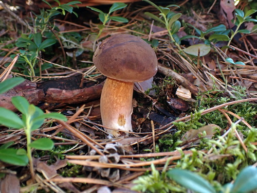 Bay Bolete