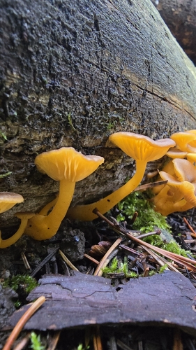 False Yellowfoot