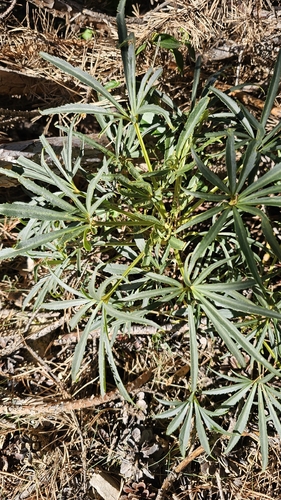 Stinking hellebore