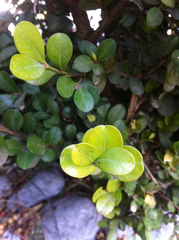 Buxus microphylla