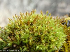 Ulota crispula