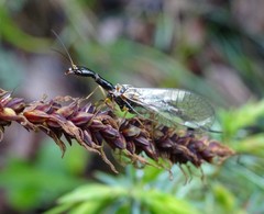 Dichrostigma flavipes