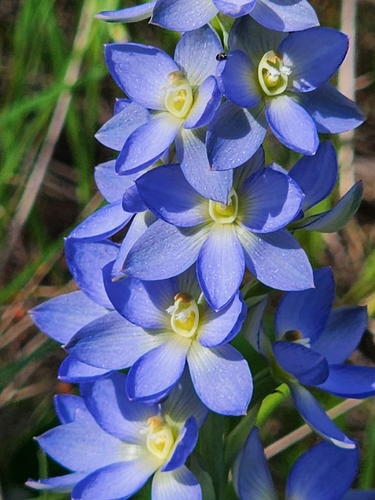 Great Sun-Orchid