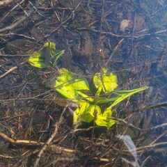 Nuphar lutea