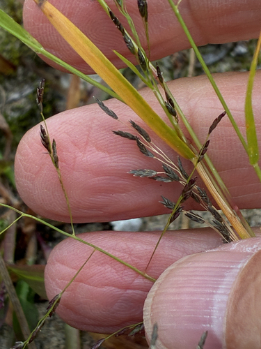 Eragrostis pectinacea observed 2026-09-28