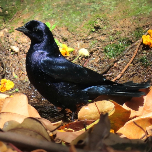 Shiny Cowbird