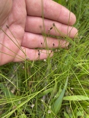 Eleocharis tenuis verrucosa