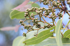 Corymbia leichhardtii