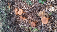 Cortinarius castoreus
