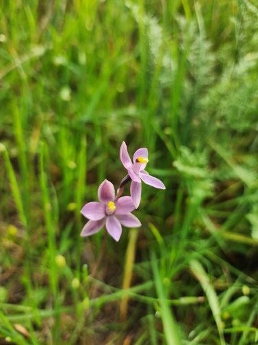 fringed sun orchid