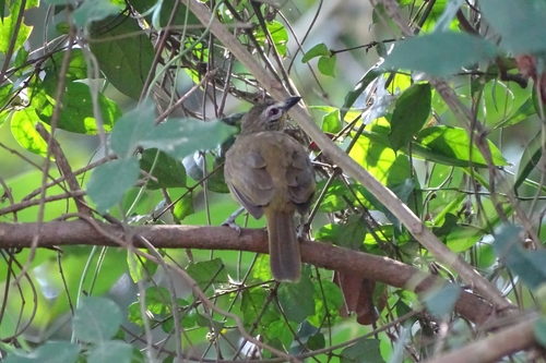 White-browed Bulbul (Pycnonotus luteolus), photo 9