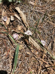 Calochortus coeruleus