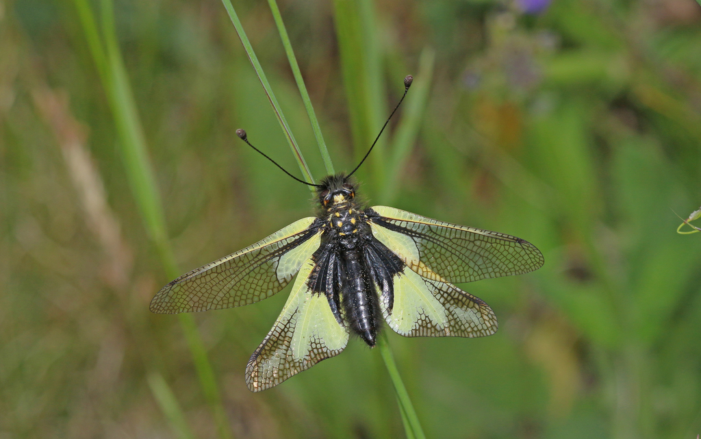 Libelloides