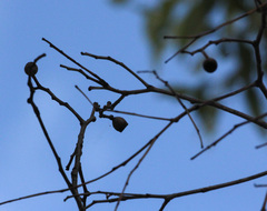 Corymbia leichhardtii